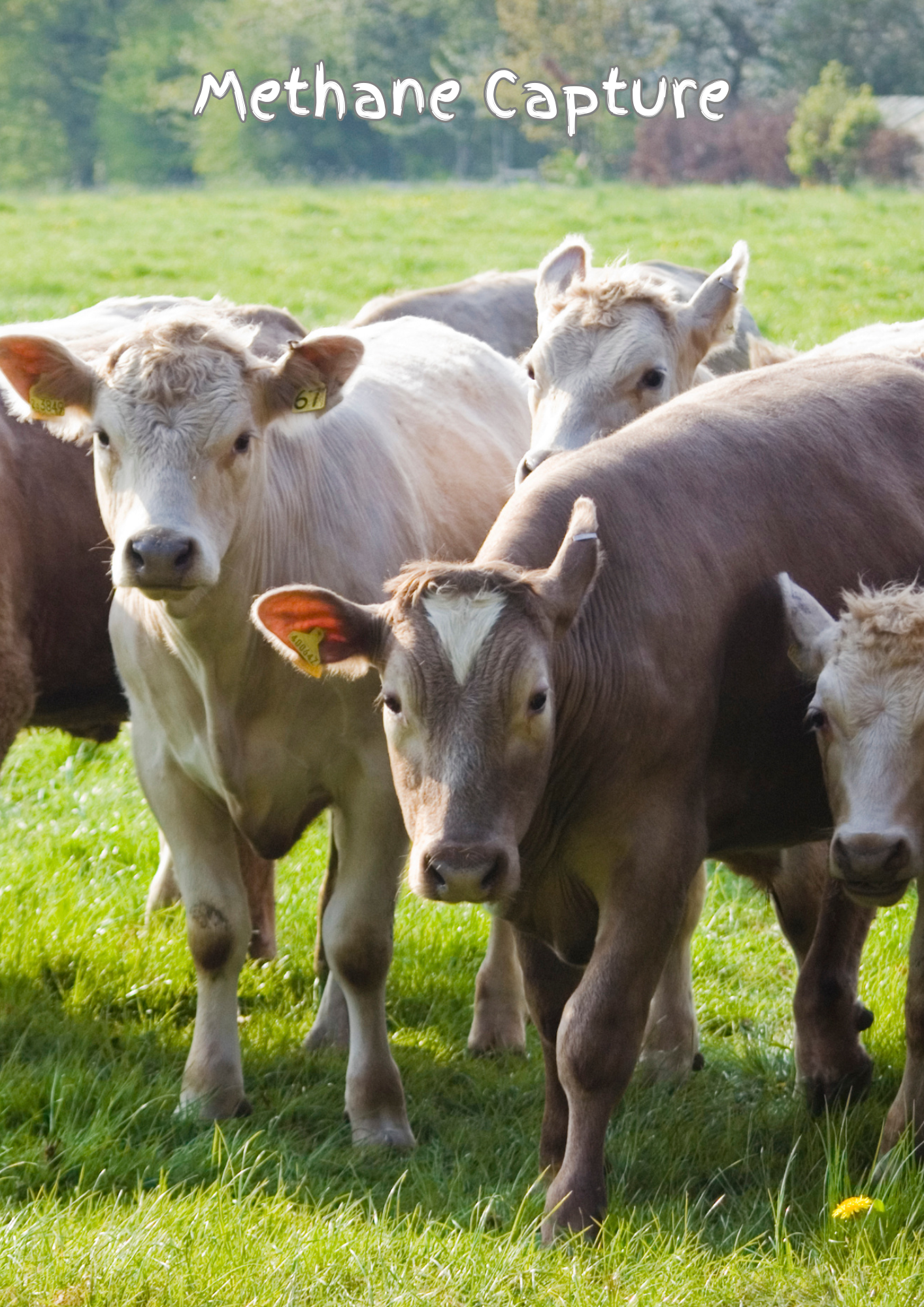 Monetizing Emissions: Smart Livestock Management for Sustainable Livelihoods via Carbon Credits in Bangladesh